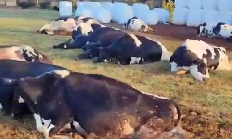 32 vacas morrem eletrocutadas no interior de Marechal Cândido Rondon.