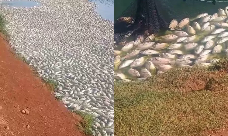 50 toneladas de peixes morrem após queda de energia em Cascavel