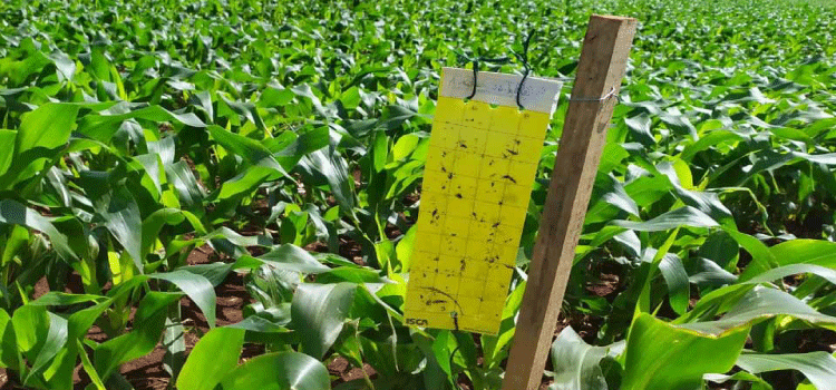 Adapar intensifica monitoramento do enfezamento do milho; Paraná é o segundo maior produtor.
