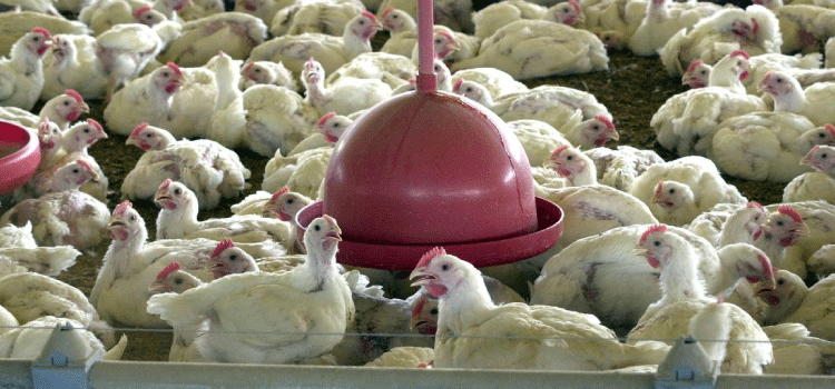 AGRICULTURA: Abate de frangos cai e o de bovinos e suínos cresce no 1º trimestre.