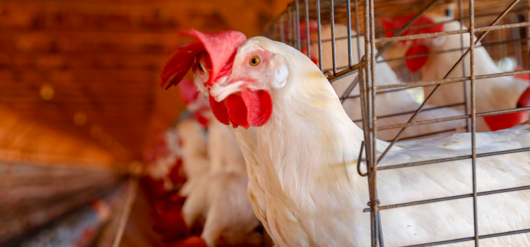 AGRICULTURA: Adapar emite Nota Técnica sobre influenza aviária e orienta produtores.