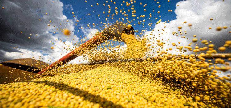 AGRICULTURA: Agronegócio prevê alta dos custos de produção no próximo ano.
