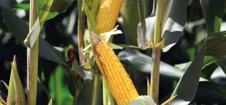 Agricultura alerta para cuidados em relação ao enfezamento do milho