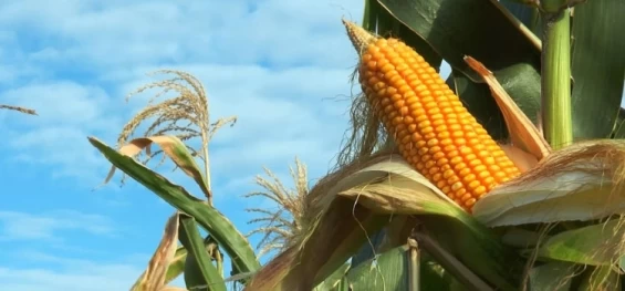 AGRICULTURA: Aprosoja-MT alerta que guerra na Ucrânia pode causar escassez de milho e desencadear crise global.