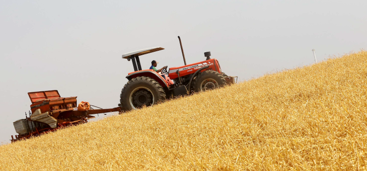 AGRICULTURA: Boletim destaca início do plantio da 2ª safra de milho e aumento de 370% nas exportações do produto.