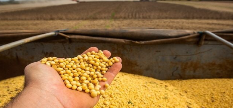 AGRICULTURA: Brasil deve exportar 14,8 milhões de toneladas de soja em março, projeta Anec.