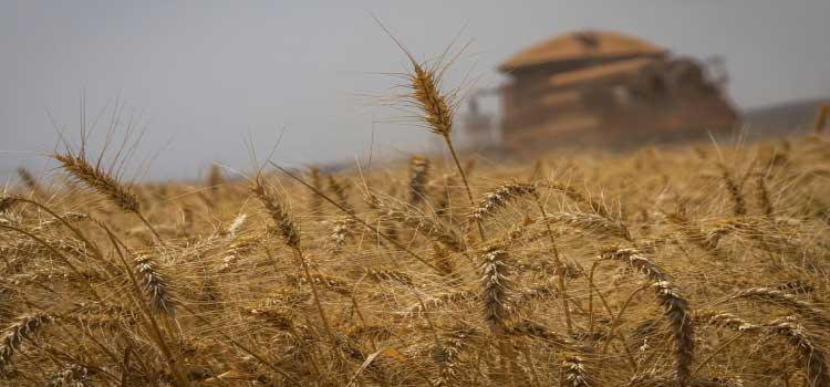 AGRICULTURA: Brasil terá autossuficiência na produção de trigo, diz presidente.