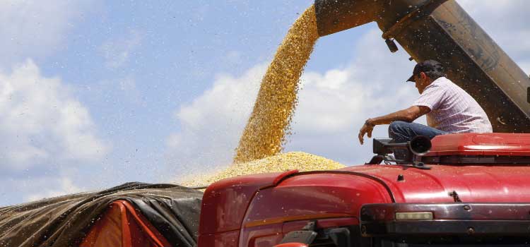 AGRICULTURA: Colheita da primeira safra de milho avança no Paraná e já chega a mais de 60 mil hectares