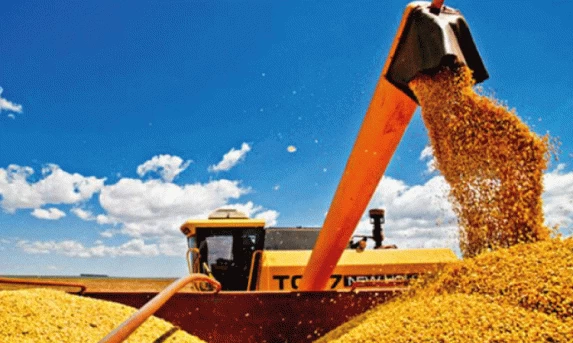AGRICULTURA: Colheita de soja tem início em Guaíra (PR) com perspectiva de queda de 40% na produtividade, aponta liderança local.