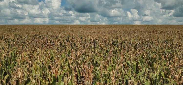 AGRICULTURA: Com 69% das lavouras de milho colhidas, cigarrinha e estiagem são as vilãs da produtividade.