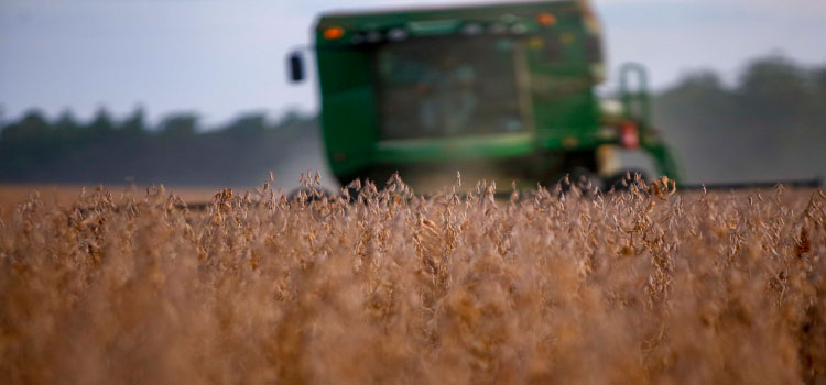 AGRICULTURA: Com colheita avançada, relatório confirma maior safra de soja da história do Paraná.