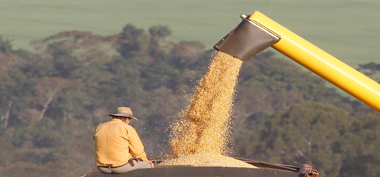 AGRICULTURA: Com demanda crescente no mundo, Paraná deve produzir 19 milhões de toneladas de milho.