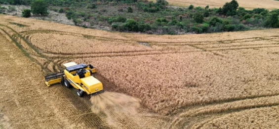 AGRICULTURA: Com safra recorde de trigo, Paraná mantém ritmo de venda aos mercados interno e externo.