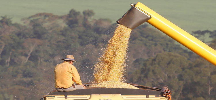 AGRICULTURA: Com soja recorde, safra de grãos 2022/23 no Paraná pode chegar a 47,12 milhões de toneladas.