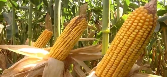 AGRICULTURA: Como ficaram os preços do milho no Brasil? Confira!