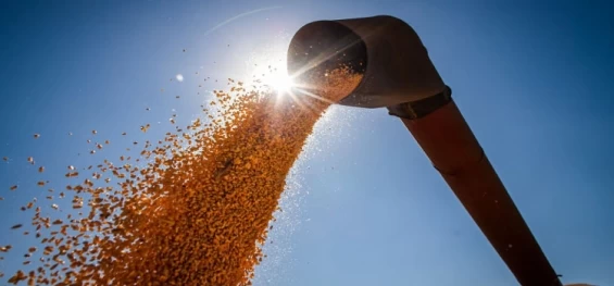 AGRICULTURA: Conab estima produção de grãos em 315,8 milhões de toneladas.