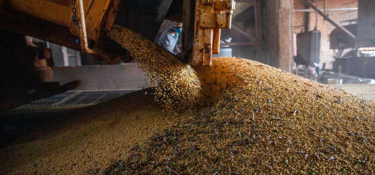 AGRICULTURA: Conab estima safra de grãos de 265,7 milhões de toneladas