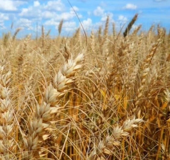 AGRICULTURA: Conab prepara editais para apoio à comercialização de 1,5 milhão de trigo.