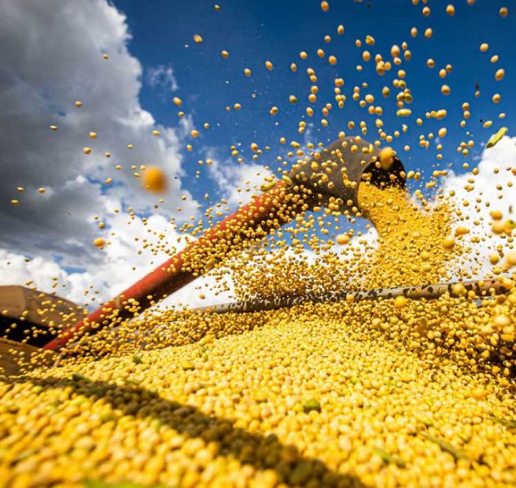 AGRICULTURA: Conab prevê safra de grãos superior a 271 milhões de toneladas.