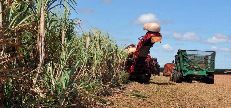 AGRICULTURA: Conab reduz estimativa para produção de grãos da safra 2021/2022
