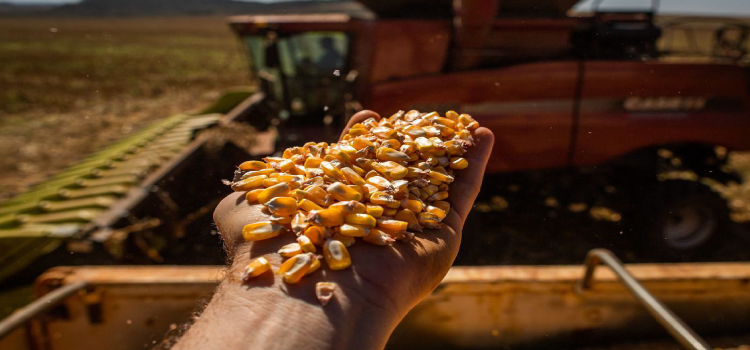 AGRICULTURA: Conab reduz previsão da safra de grãos para este ano.