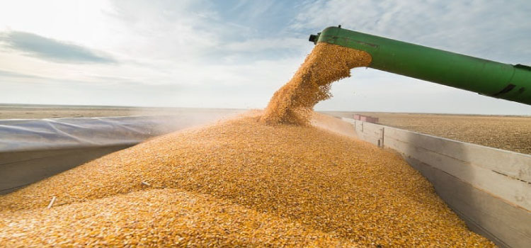 AGRICULTURA: Consultoria indica produção recorde de soja e milho no Brasil.