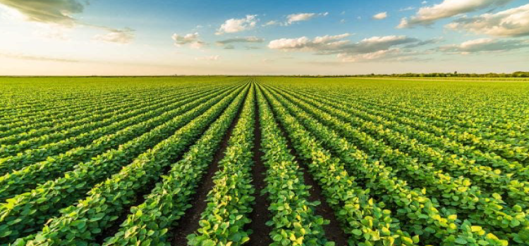 AGRICULTURA: Custo de produção da soja vai cair na safra 23/24, indica relatório.