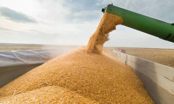 AGRICULTURA: Datagro revisa para baixo estimativa para a produção de soja e de milho no Brasil.