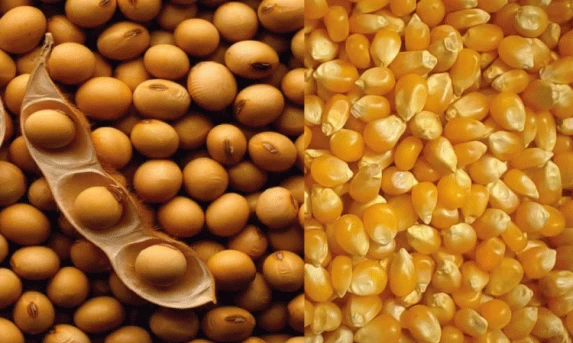 AGRICULTURA: Deral corta estimativas de safras de soja e milho do Paraná.