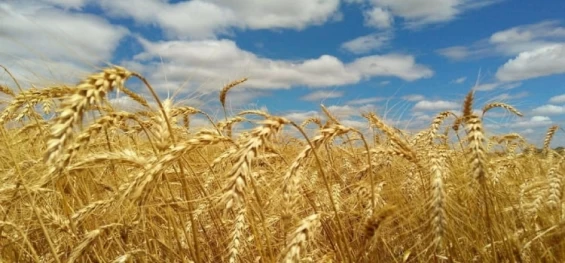 AGRICULTURA: Deral revisa para baixo estimativa de produção de trigo no PR.