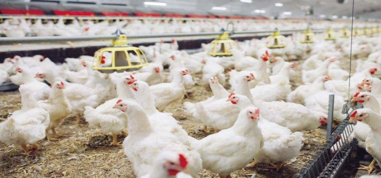 AGRICULTURA: Energia e infraestrutura mantêm avicultura no vermelho