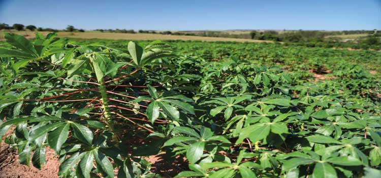 AGRICULTURA: Estado divulga Prognóstico Agropecuário com perspectivas sobre sete culturas