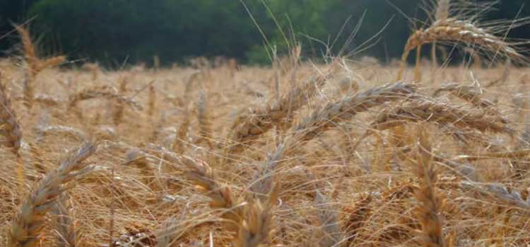 AGRICULTURA: Fertilizante ecológico pode reduzir dependência de importação