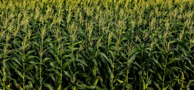 AGRICULTURA: Guerra afeta custo de fertilizantes e produtor prevê redução no plantio.