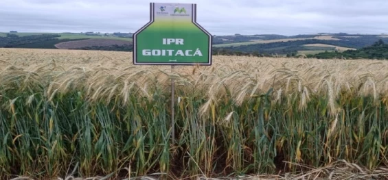 AGRICULTURA: IDR-Paraná prepara lançamento de nova cultivar de triticale, com grande potencial produtivo.