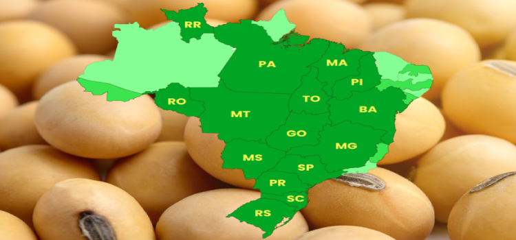 AGRICULTURA: Lista nova! Confira os 10 municípios que mais produzem soja no Brasil.