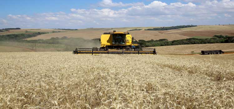 AGRICULTURA: No Paraná, colheita do trigo avança pouco com chuvas intermitentes em todo Estado.