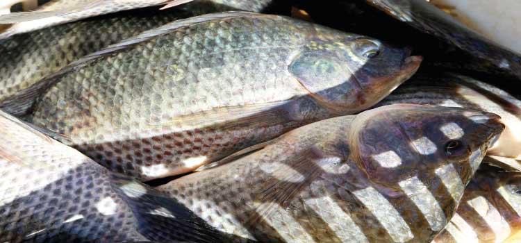 AGRICULTURA: Paraná aumenta produção de peixes em 9,3% e mantém liderança nacional