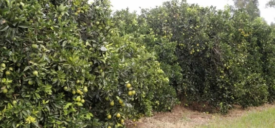 AGRICULTURA: Paraná decreta emergência fitossanitária para combater doença dos citros.