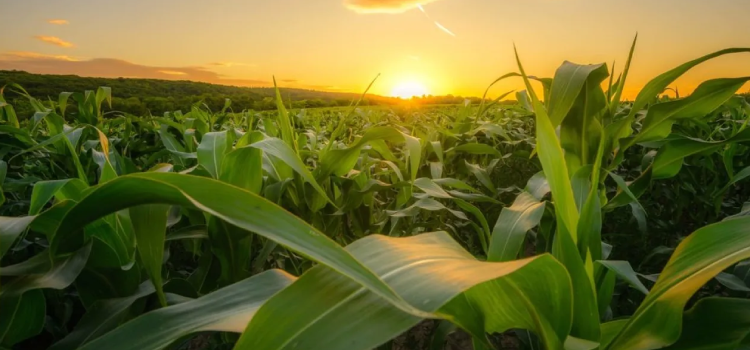 AGRICULTURA: Paraná pede ao Mapa alteração de prazo para plantio de milho safrinha.