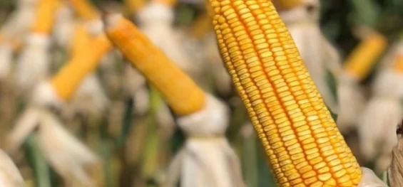 AGRICULTURA: Paraná semeou 82% do milho e 20% da soja 2023/24, afirma Deral.