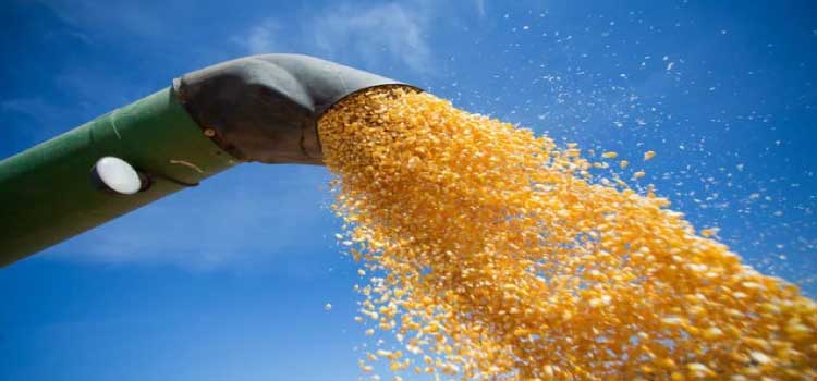 AGRICULTURA: Plantio de milho da safra 22/23 começa no Paraná.