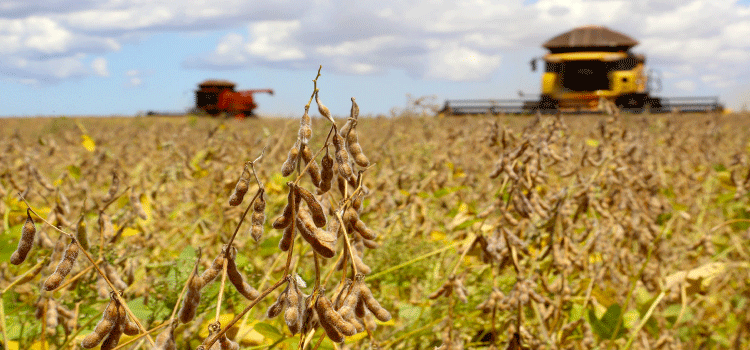 AGRICULTURA: Plantio de soja avança no Paraná e chega a 15% da área esperada, aponta Deral.