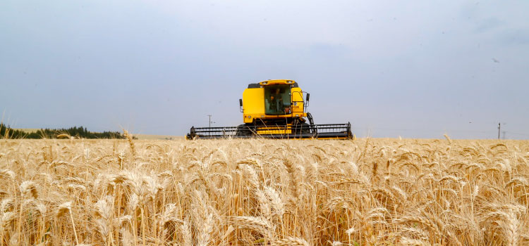 AGRICULTURA: Plantio de trigo começa pela região Norte do Estado.