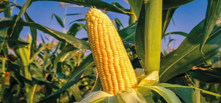 AGRICULTURA: Preço do trigo para o produtor se recupera, mas concorrência com milho ainda é forte no Paraná