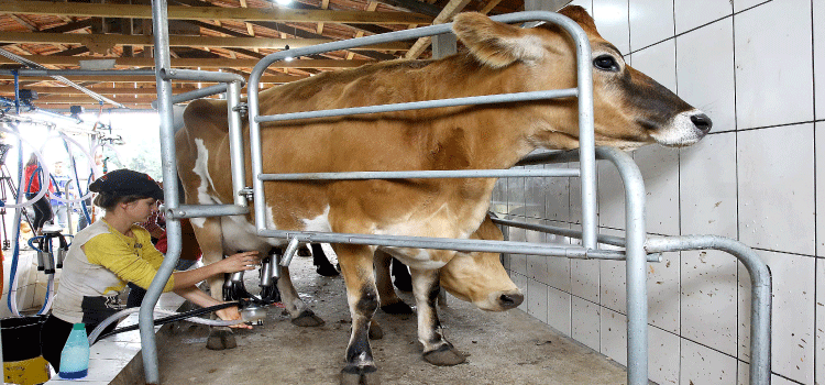 AGRICULTURA: Pressão dos custos reduz e produtores de leite terminam ano em melhores condições no Paraná.