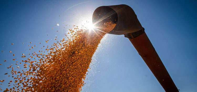 AGRICULTURA: Produção de grãos deve ter alta de 15% na temporada 2022/23.