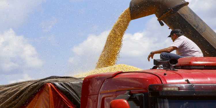 AGRICULTURA: Produção de milho no Paraná deve alcançar recorde de 16 milhões de toneladas.