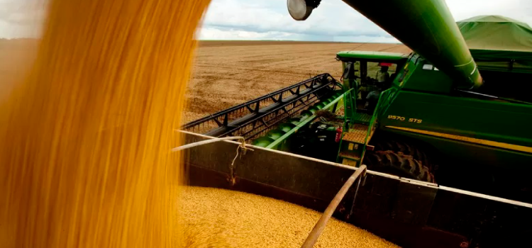 AGRICULTURA: Produtores colhem 25% da área plantada de soja, diz AgRural.