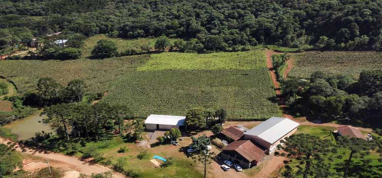 AGRICULTURA: Publicação do Deral apresenta números da subvenção do Seguro Rural no Paraná.